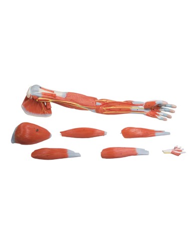 Anatomical model of the arm muscles in 7 parts Erler Zimmer M211