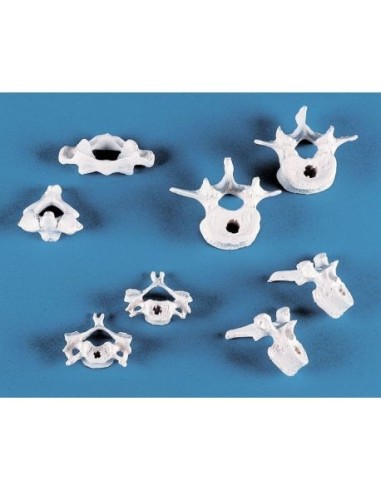 Erler Zimmer, collection of anatomical models of vertebrae, 8 pieces 4098