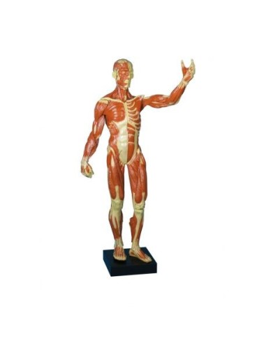 Erler Zimmer, Human figure with small-scale muscles B90