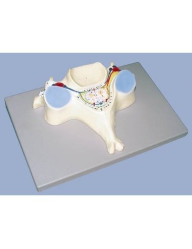 Erler Zimmer, anatomical model of cervical vertebra, magnified 7 times