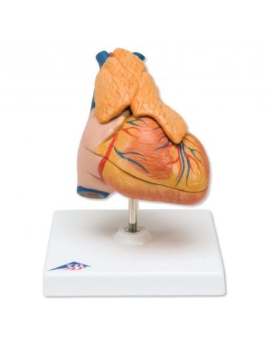 3B Scientific, heart, classic model, with thyme, 3-part decomposable, G08/1