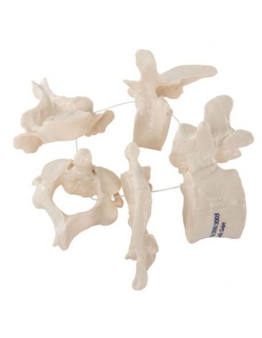 3b Scientific, anatomical model of 5 vertebrae A75/1