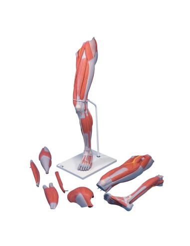 Luxury model of Leg with muscles, in 7 parts M21