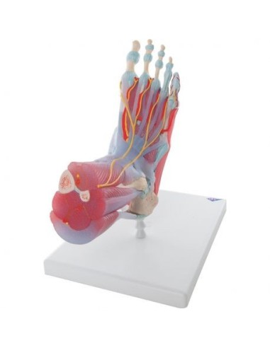 Modèle de squelette de pied avec ligaments et muscles 3B Scientific M34/1