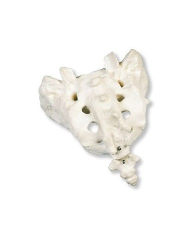 3B Scientific, anatomical model of sacrum with coccyx A70/6