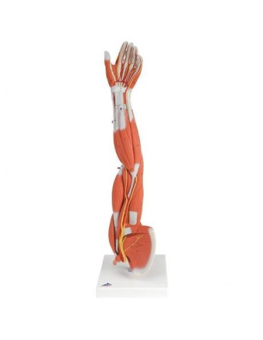 3B Scientific, Arm with muscles, 6-part M10