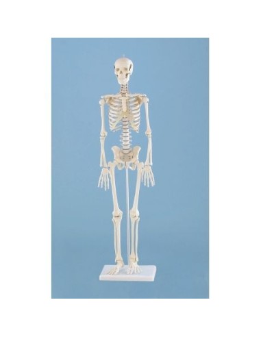 Erler Zimmer, Anatomical model of miniature skeleton, Patrick 3030