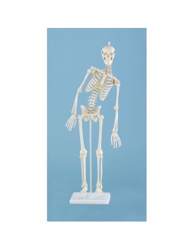 Erler ZImmer, verkleinertes anatomisches Modell des menschlichen Skeletts, mit flexibler Wirbelsäule Paul 3040