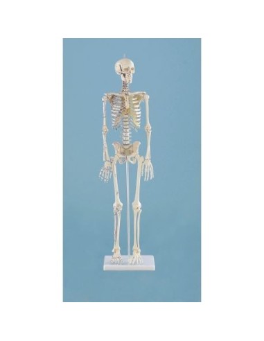 Erler ZImmer, kleinformatiges anatomisches Modell des menschlichen Skeletts, mit Muskelansätzen 3035