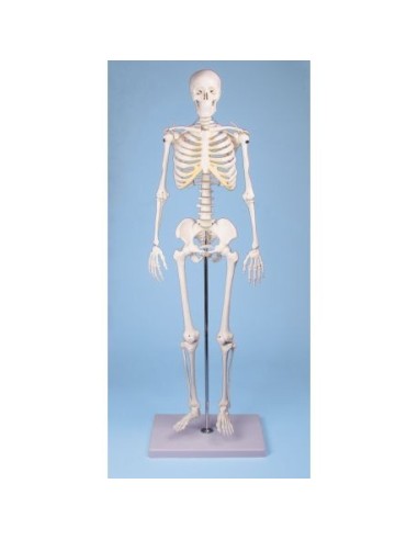 Erler Zimmer, Tom teaching skeleton model, half-size 3032