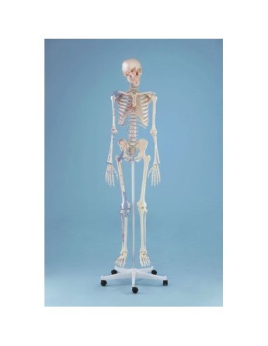 Erler Zimmer, anatomical model of skeleton with marking of muscles and joint ligaments 3010