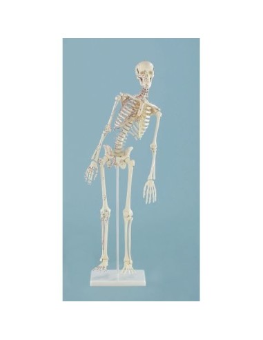 Erler Zimmer Kleinmodell des menschlichen Skeletts mit flexibler Wirbelsäule und Muskelansätzen 3045