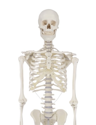 Erler Zimmer, anatomisches Lehrmodell des Skeletts Willi, auf Staffelei, 3001