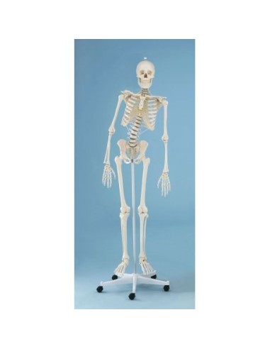 Erler Zimmer, anatomisches Modell des Skeletts mit beweglicher Wirbelsäule Hugo 3014