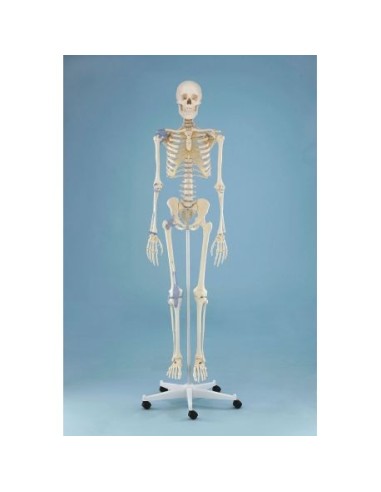 Erler Zimmer, anatomical model of skeleton with joint ligaments Otto 3004