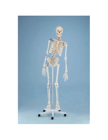 Erler Zimmer, anatomisches Modell des Skeletts mit beweglicher Wirbelsäule und Gelenkbändern 3013