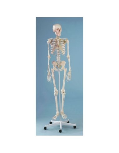 Erler Zimmer, anatomisches Modell des Skeletts mit Muskelmarkierung 3008