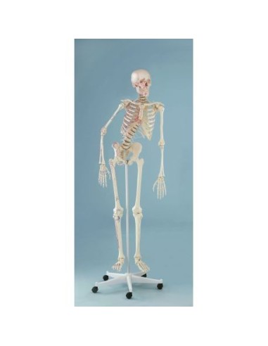 Erler Zimmer, anatomisches Modell des Skeletts mit beweglicher Wirbelsäule und Muskelmarkierung 3015