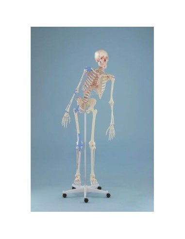 Erler Zimmer, skeleton with flexible spine, joint ligaments, and muscle marking 3016