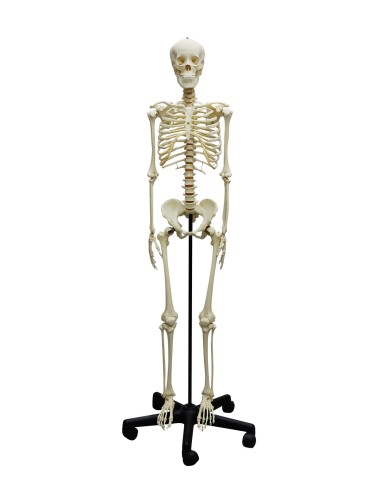 Erler Zimmer, skeleton of teenager, on easel 2700