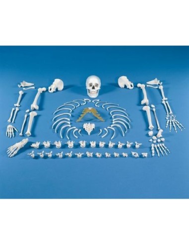 Erler ZImmer, Anatomical model of disassembled skeleton 3020