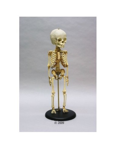 Erler Zimmer, educational skeleton model of 14/16-month-old child, on base 2870