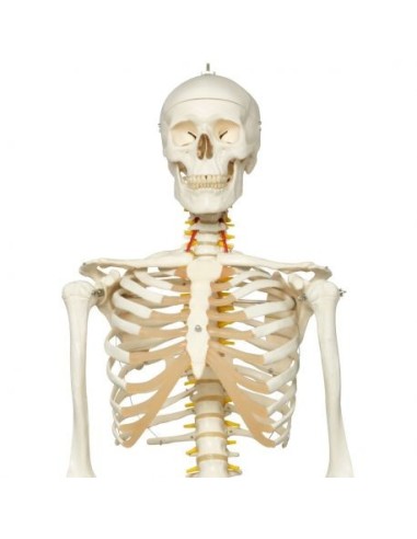 Skeleton 3B Scientific Fred A15, le squelette flexible sur support métallique à 5 roulettes