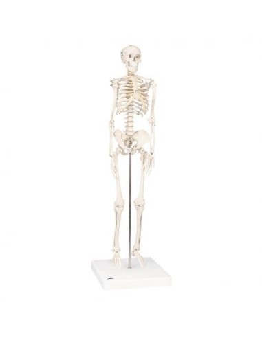 3B Scientific Shorty A18 skeleton, on half-size base