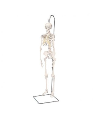 3B Scientific Shorty A18/1 skeleton, on half-size stand