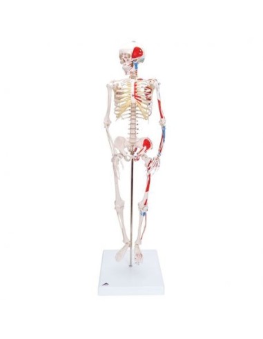 3B Scientific Shorty A18/5 skeleton, with muscle insertions, halved in size