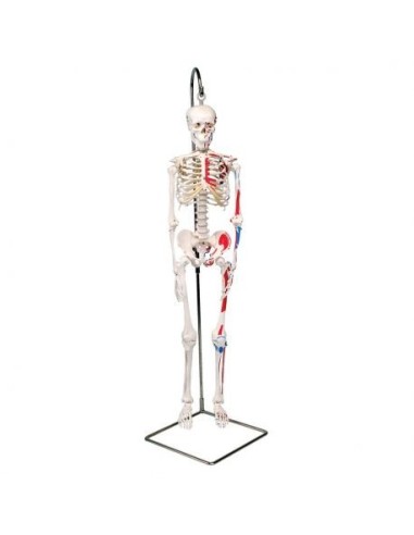 3B Scientific Shorty A18/6 skeleton, with muscle insertions, halved in size