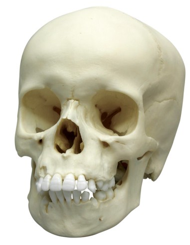 9-year-old child's skull Erler Zimmer 4779