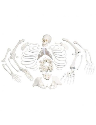 Anatomical model of unmounted human skeleton with 3-part skull 3B Scientific A05/1