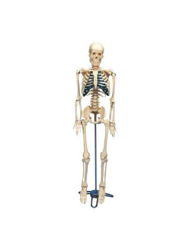 3B Scientific W33000 Desk Skeleton