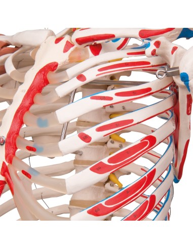 Sam skeleton with joint ligaments and muscle insertions A13/1