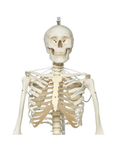 3B Scientific Feldi A15/3S skeleton, the functional skeleton on metal hanging stand with 5 casters