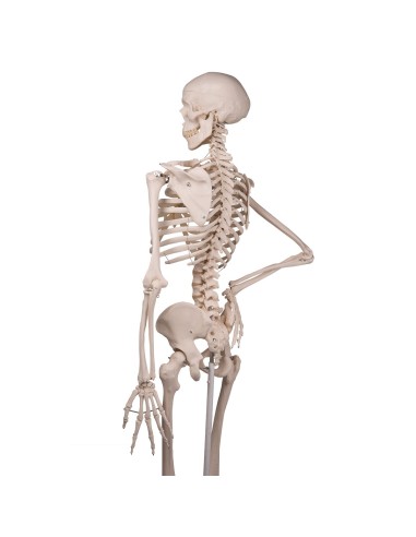 3B Scientific, anatomical model, classical skeleton A10