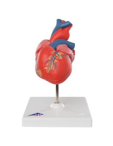 3B Scientific, heart, classic model, decomposable into 2 parts G08