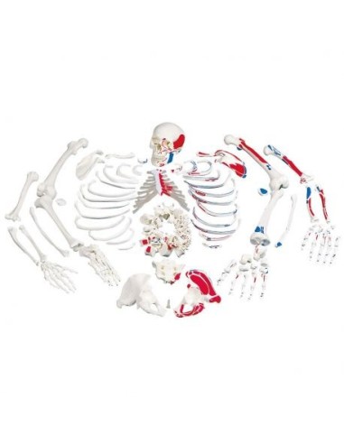 Anatomical model of unassembled human skeleton with depiction of muscles 3B Scientific A05/2