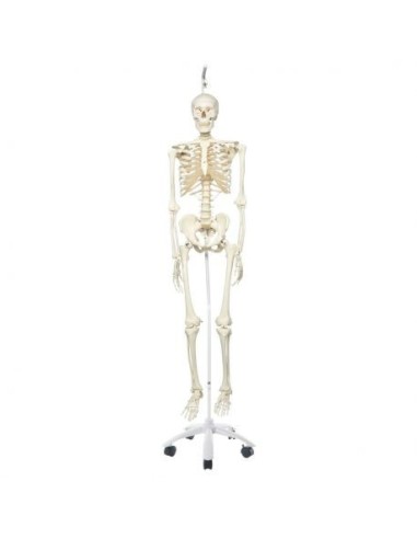 3B Scientific, anatomical model, classical skeleton A10/1