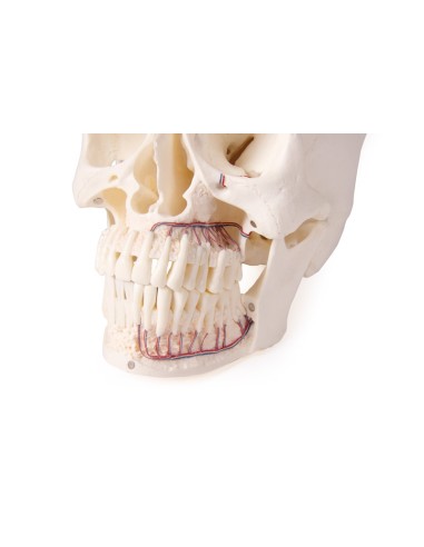 Luxury skull for dentistry and dental surgery, 5-part Erler Zimmer 4850