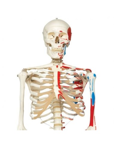 3B Scientific, Max A11 skeleton with muscle illustration, on metal stand with 5 casters