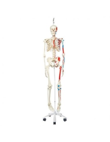 3B Scientific, Max A11/1 skeleton with muscle illustration, on metal easel with 5 casters for hanging