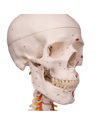 Modelo de esqueleto humano Sam con ligamentos articulares e inserciones musculares 3B Científico A13