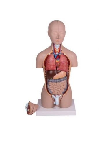 Erler Zimmer, half-scale model of bisexual human torso, decomposable into 16 parts B223