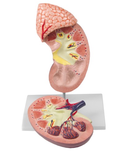 Kidney with adrenal gland, enlarged 2-fold Erler Zimmer K213