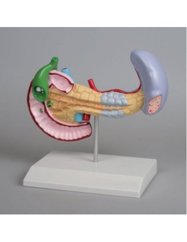 Erler Zimmer, Spleen, pancreas and gallbladder disease model K295