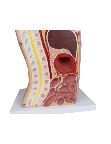 Torso per esercitazioni di sondino nasogastrico e tracheotomia Erler Zimmer B328