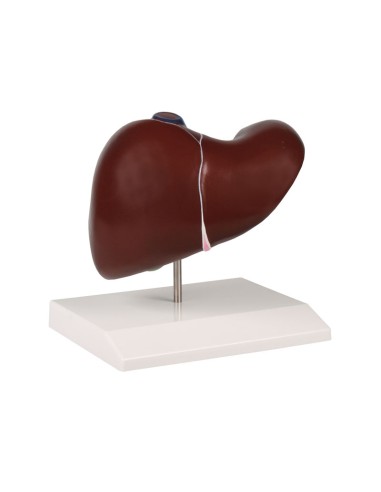 Anatomical model of liver with gallbladder Erler Zimmer K225