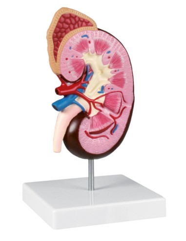 Erler Zimmer, Anatomical model of kidney enlarged 2 times K260